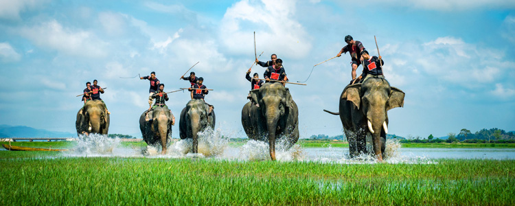 Buon Don Elephant Races