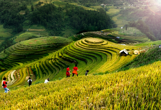 Rice fields on the terraced of Mu Cang Chai  