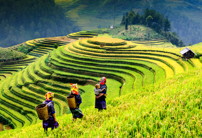 The natural beauty of rice terraces in Mu Cang Chai Vietnam  