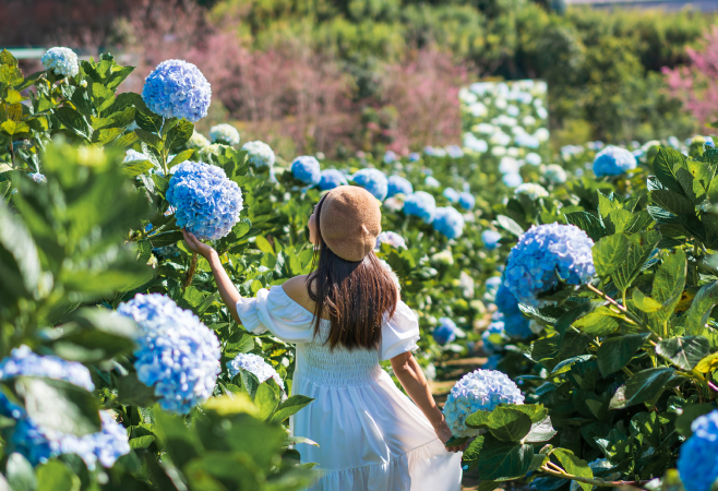 Enjoy the splendor of flowers at the Dalat flower gardens