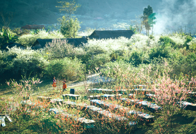 Forest Peach Blossoms in Moc Chau district 