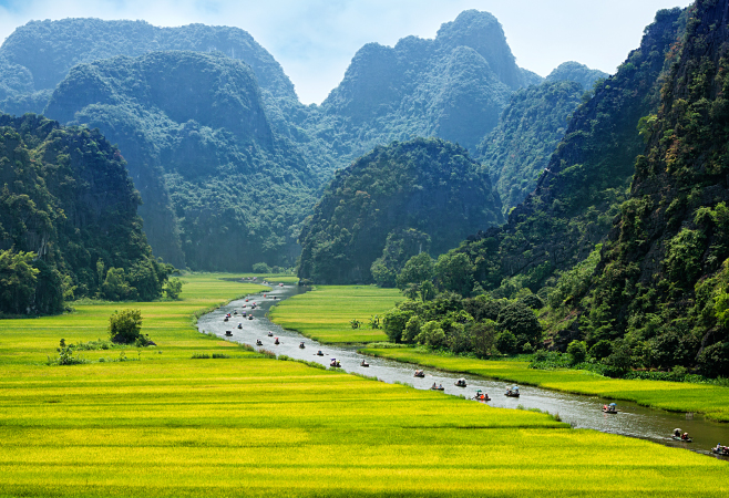 Rice field in Tam Coc Ninh Binh Province 
