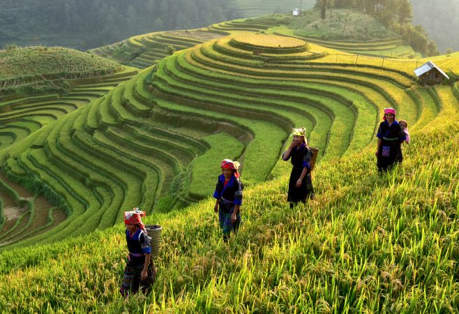 Viewing Sapa's terraced rice fields is a key tourism highlight