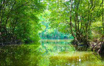Exploring Mangroves Vietnam - A Biodiversity Haven