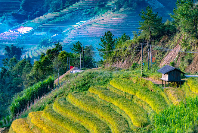 Landscape view of rice fields in Mu Cang Chai District, Yen Bai Province, North Vietnam